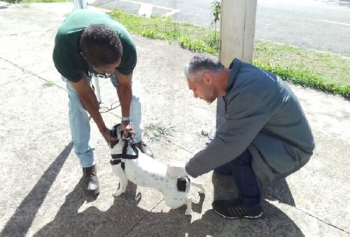 foto-campanha-vacinacao-antirrabica-21-10-2025