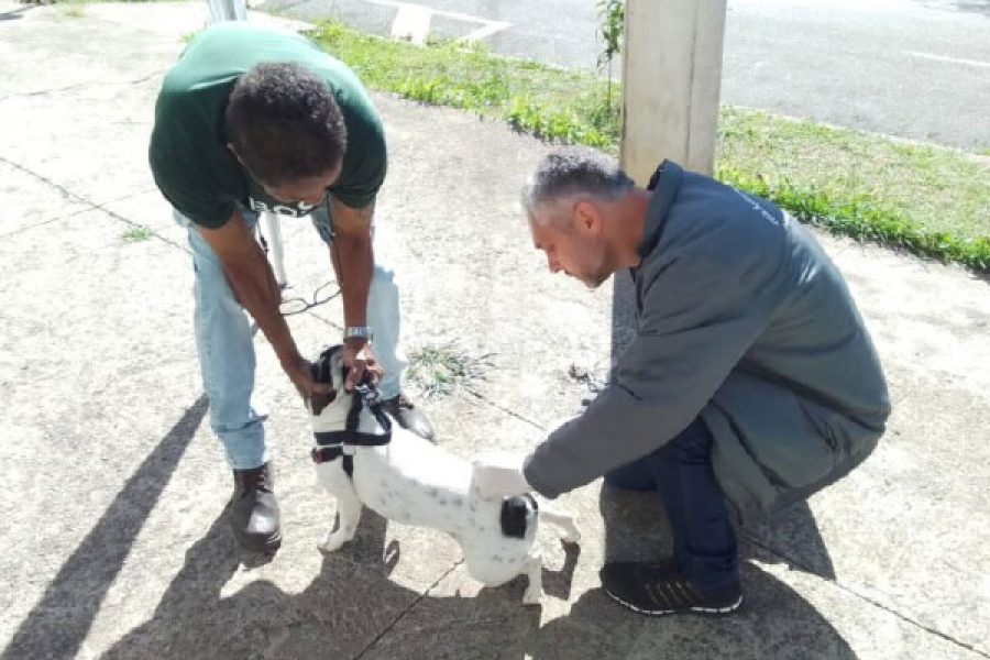 foto-campanha-vacinacao-antirrabica-21-10-2025