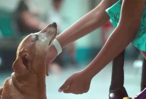 foto-cao-pocos-caldense-filme -17-10 -2025