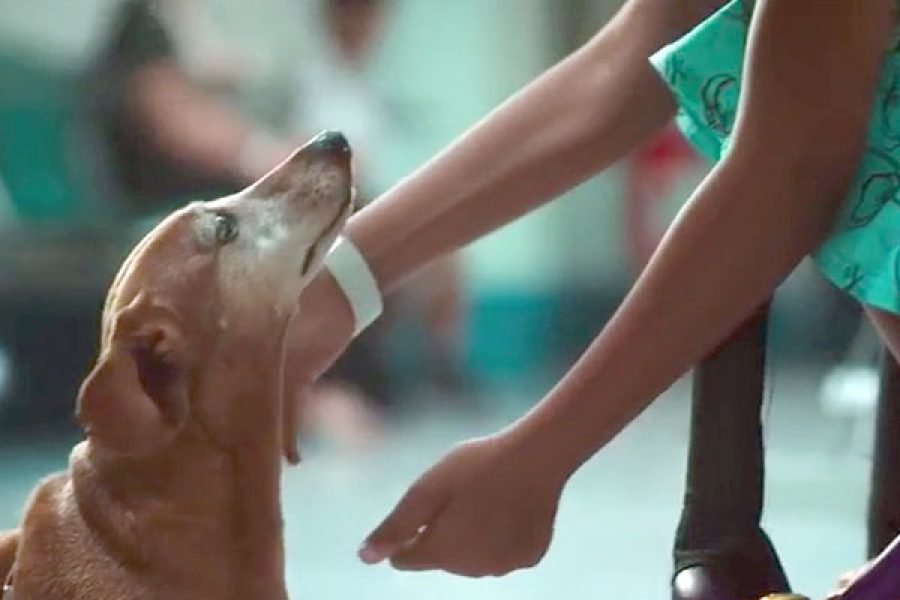 foto-cao-pocos-caldense-filme -17-10 -2025