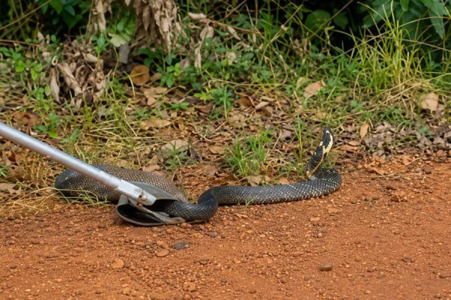 foto-cobra-17-06-2026