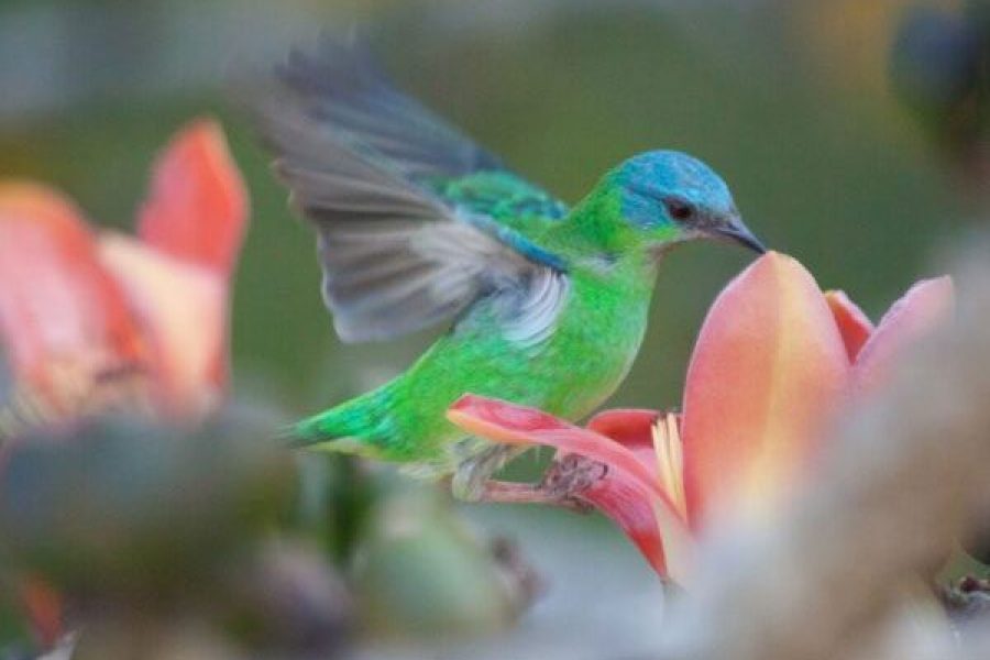foto-concurso-de-fotografia-do-jardim-botanico-de-pocos-de-caldas-valoriza-belezas-naturais-e-culturais-21-09-26