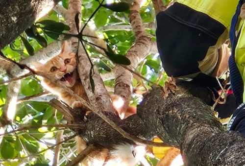 foto-bombeiros-resgate-24-04-2026