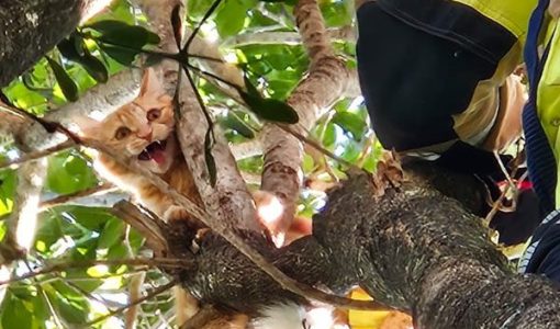 foto-bombeiros-resgate-24-04-2026