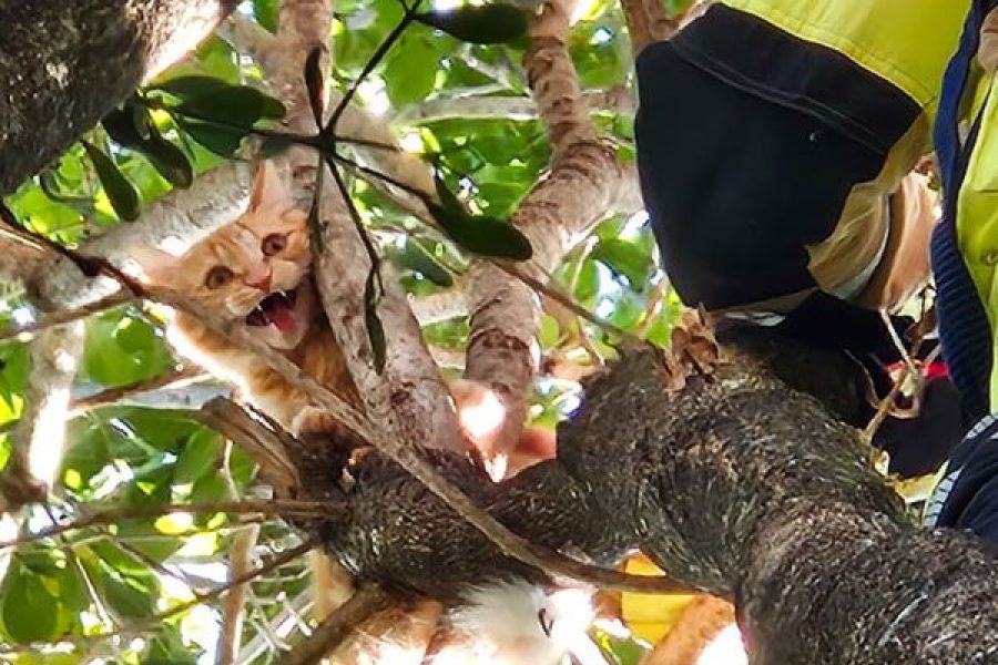 foto-bombeiros-resgate-24-04-2026