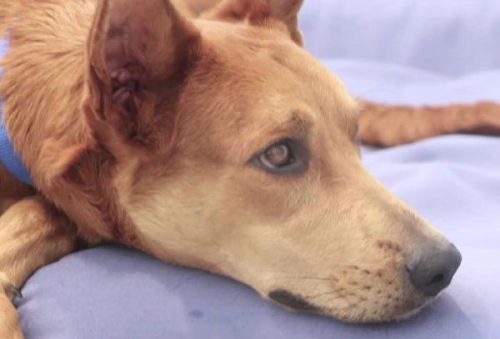 foto-clinicas-veterinarias-14-07-2026