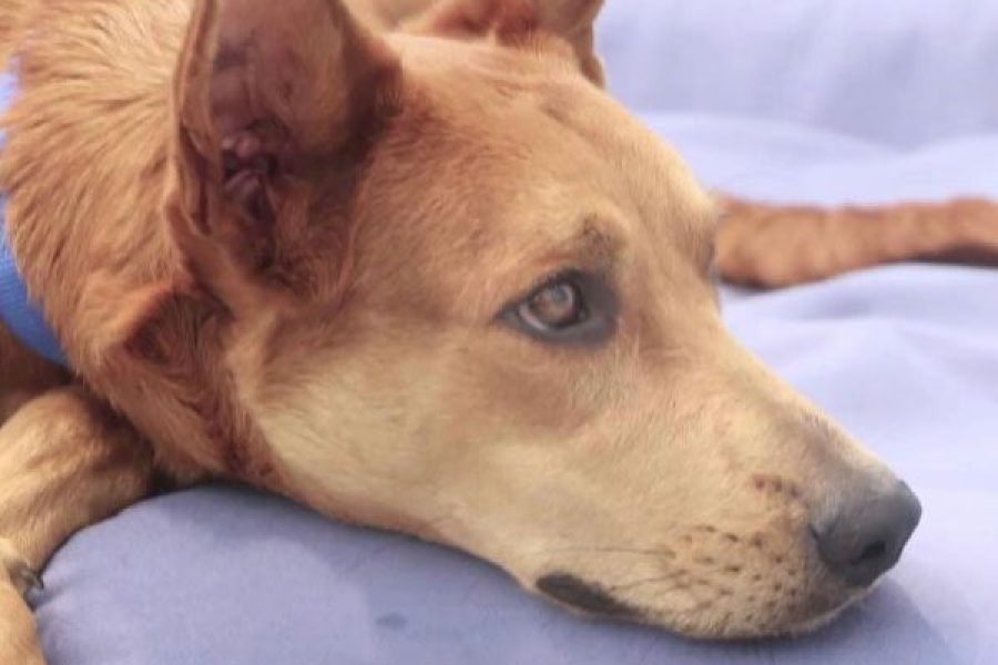 foto-clinicas-veterinarias-14-07-2026