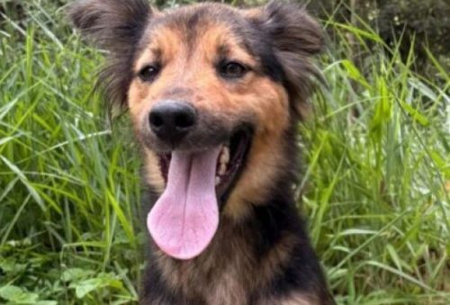 foto-feira-de-adocao-de-caes-e-gatos-acontece-neste-sabado-na-alameda-pocos-26-03-26