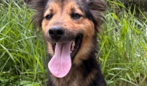 foto-feira-adocao-26-03-2026