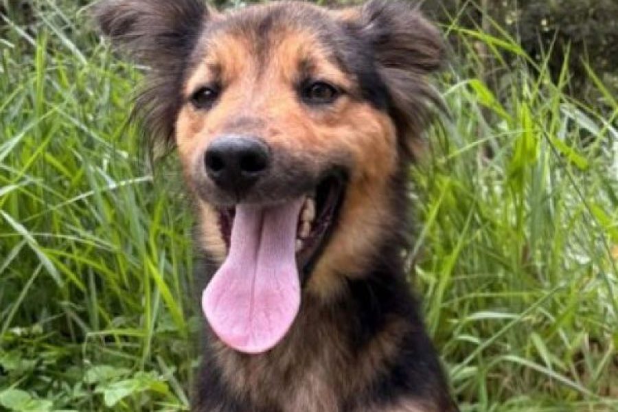 foto-feira-de-adocao-de-caes-e-gatos-acontece-neste-sabado-na-alameda-pocos-26-03-26