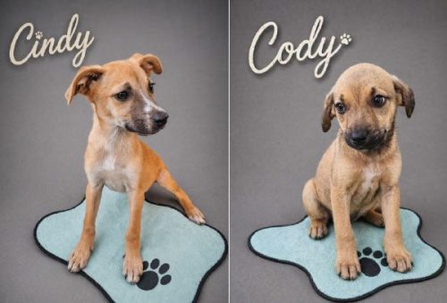 foto-feira-de-adocao-na-alameda-pocos-convida-populacao-a-transformar-vidas-23-04-26