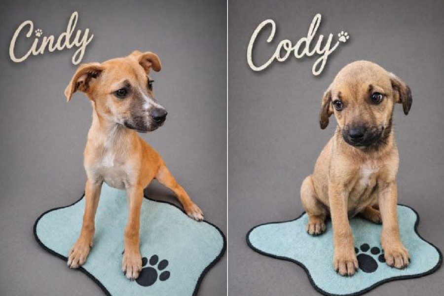 foto-feira-de-adocao-na-alameda-pocos-convida-populacao-a-transformar-vidas-23-04-26