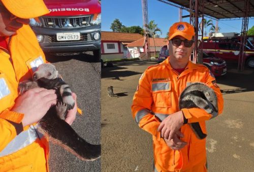 foto-filhote-de-tamandua-bandeira-e-resgatado-apos-mae-morrer-atropelada-na-mgc-265-28-04-26