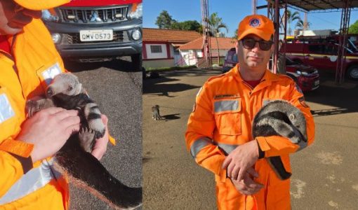 foto-filhote-resgate-28-04-2026