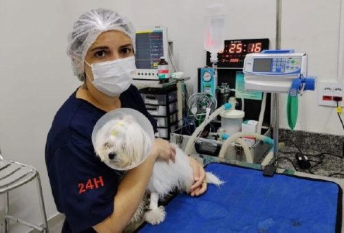 foto-mais-facilidade-pocos-de-caldas-implanta-cadastro-on-line-para-castracao-animal-30-04-26