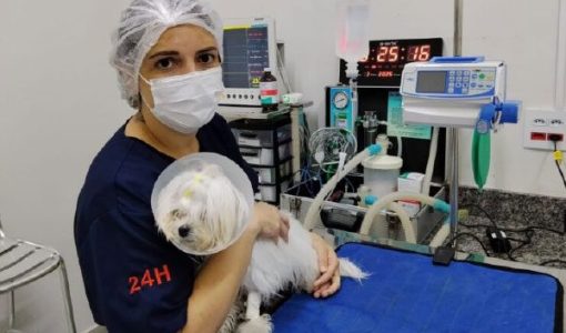 foto-mais-facilidade-pocos-de-caldas-implanta-cadastro-on-line-para-castracao-animal-30-04-26