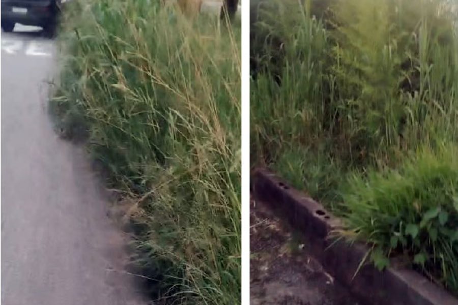 foto-mato-colunao-12-01-2026