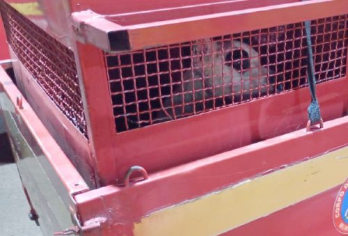 foto-ataque-pit-bull-17-12-2025