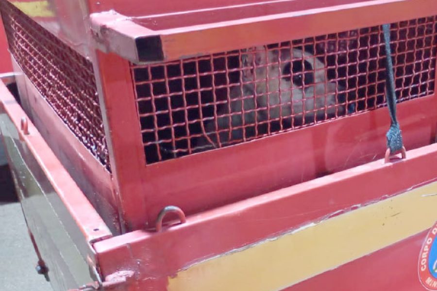 foto-ataque-pit-bull-17-12-2025