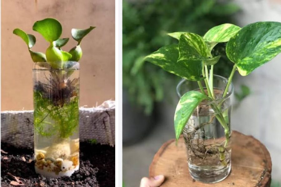 foto-plantas-26-03-25