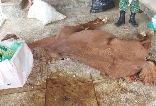 foto-pm-prende-homem-por-maus-tratos-apos-egua-ser-encontrada-morta-e-caes-em-situacao-critica-em-caldas-26-03-26