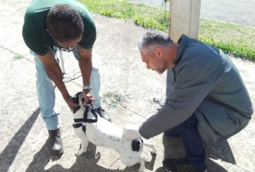 foto-pocos-de-caldas-antecipa-vacinacao-antirrabica-para-reforcar-a-protecao-de-caes-e-gatos-14-08-26