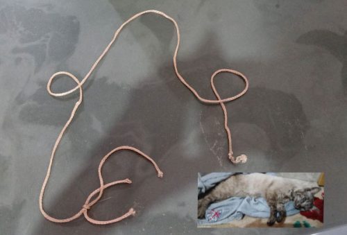 Foto: Divulgação