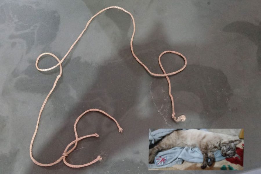 Foto: Divulgação