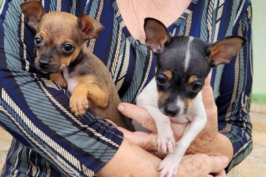 foto-policia-civil-prisao-30-01-2026