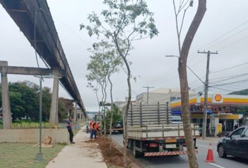 foto-plantio-arvores-18-12-2025