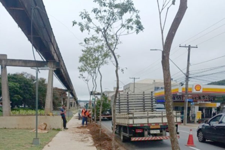 foto-plantio-arvores-18-12-2025