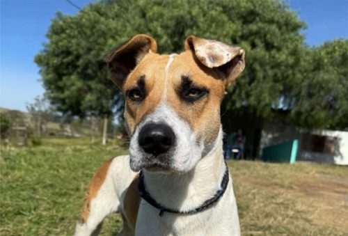 foto--acao-adocao-animais-02-10-2025