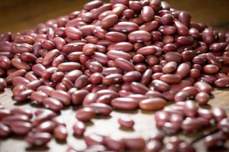 foto-producao-feijao-11-02-2026