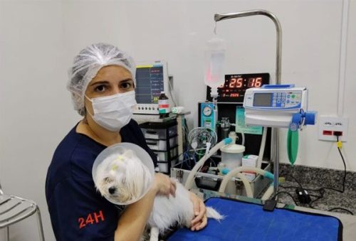 foto-pcastracao-animal-07-08-2026