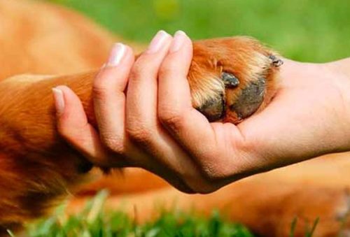 foto-protecao-animal-17-09-2025