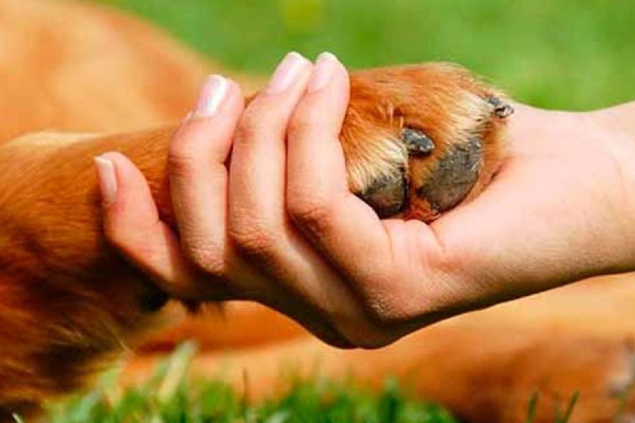 foto-protecao-animal-17-09-2025