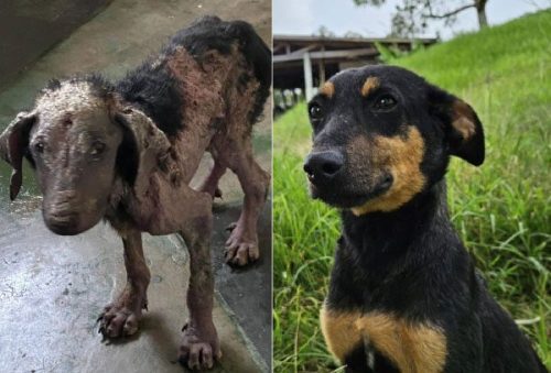 foto-resgatado-em-estado-grave-tom-hoje-espera-por-uma-familia-26-03-26