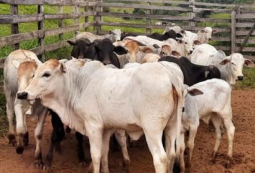 foto-vacinacao-bovina-11-11-2025