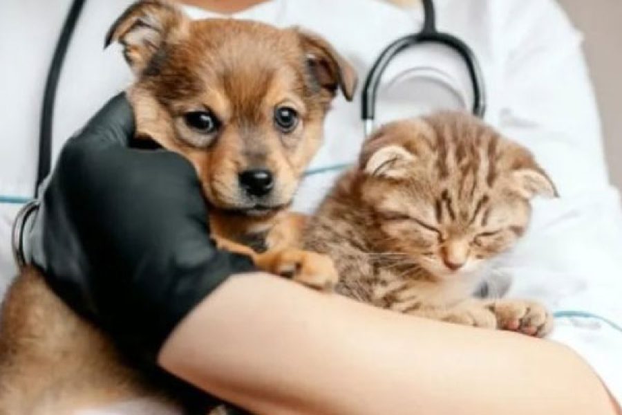 foto-servico-castracao-05-01-2026