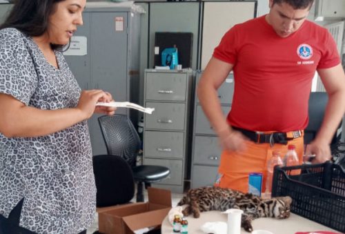gato_29