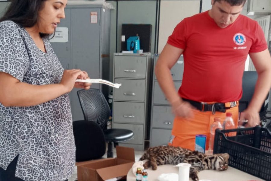 gato_29