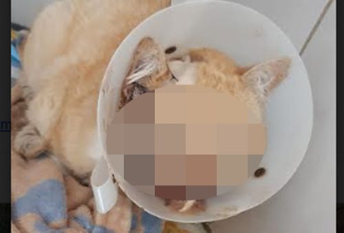 gato_9