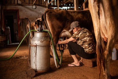 foto-setor-leiteiro-03-12-2025