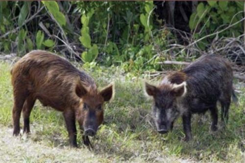 foto-controle-javali-18-12-2025