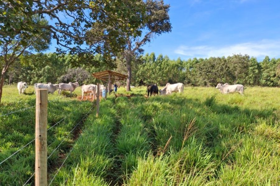 foto-forragens-semiarido-22-12-2025