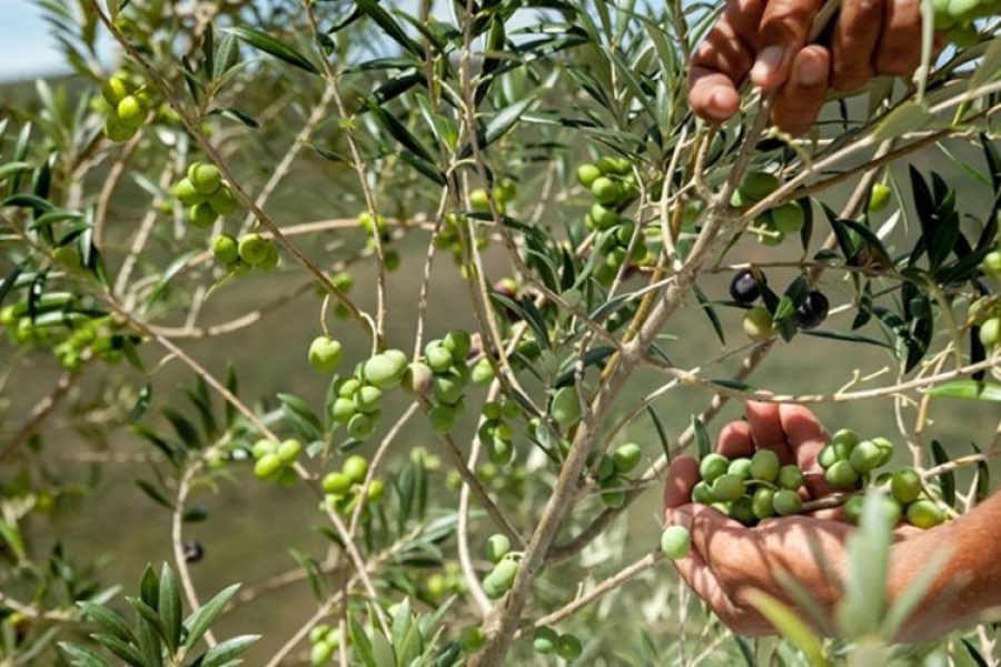 foto-azeite-mineiro-20-01-2026