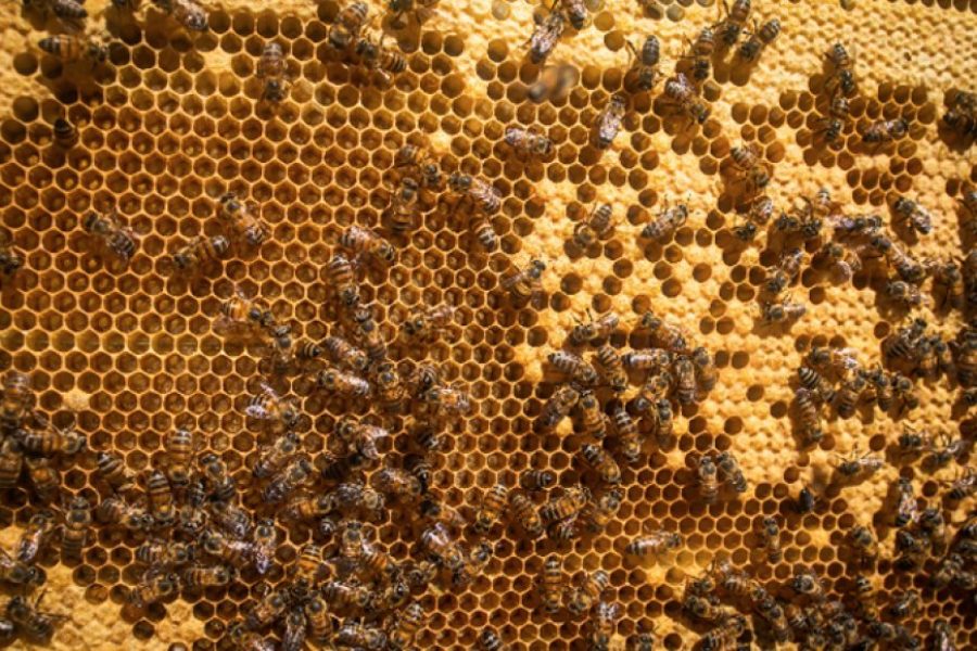 foto-curso-senar-13-03-2026