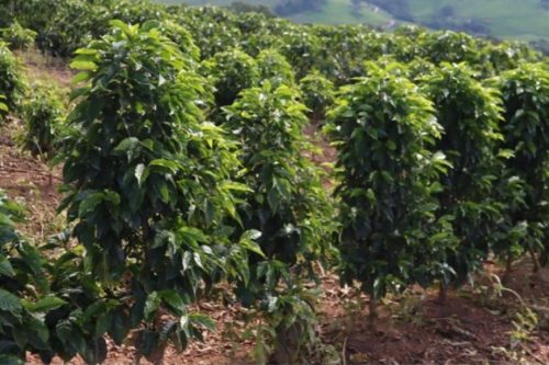 foto-cafe-mineiro-08-04-2026