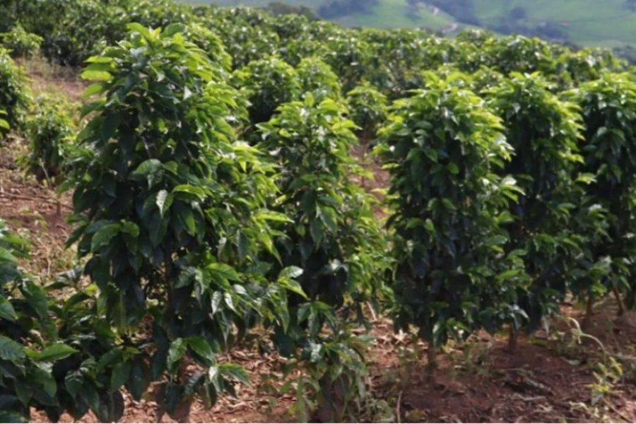 foto-cafe-mineiro-08-04-2026