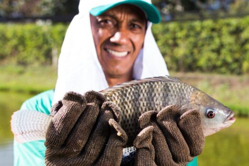 foto-tilapia-importacao-14-04-2026